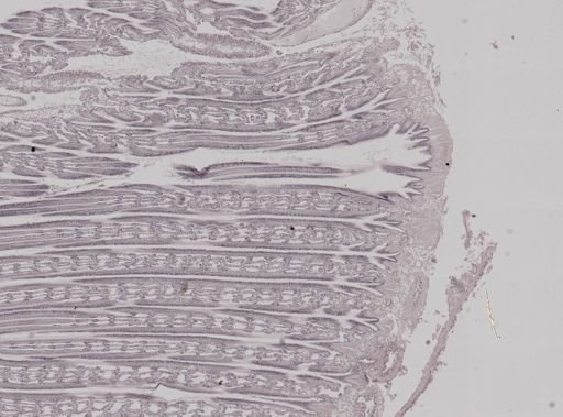 Crassostrea virginica