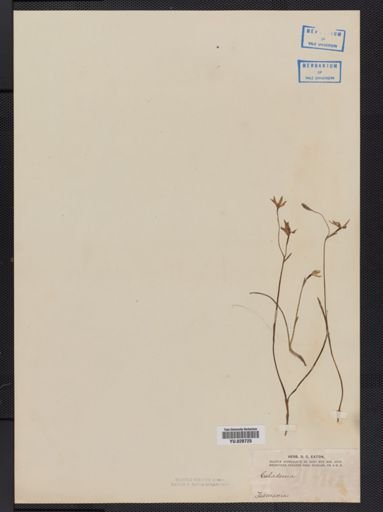 Plantae