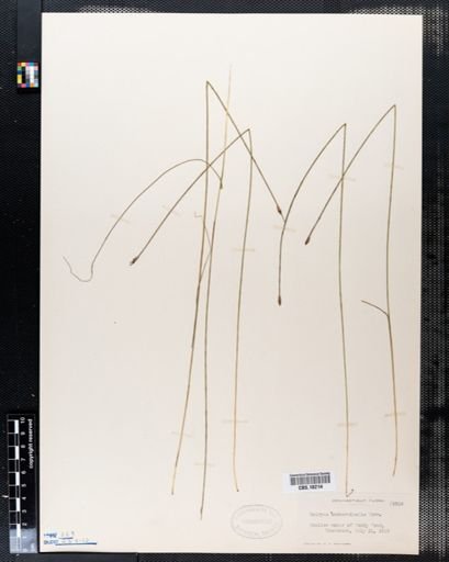 Scirpus subterminalis