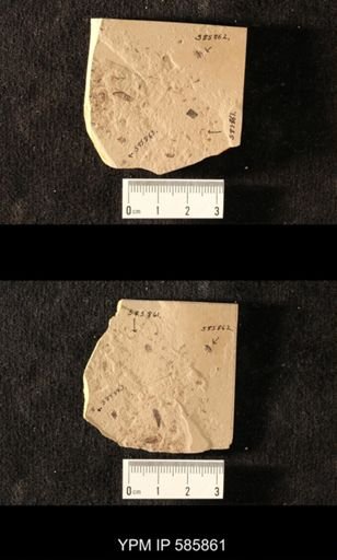 undet. Formicidae