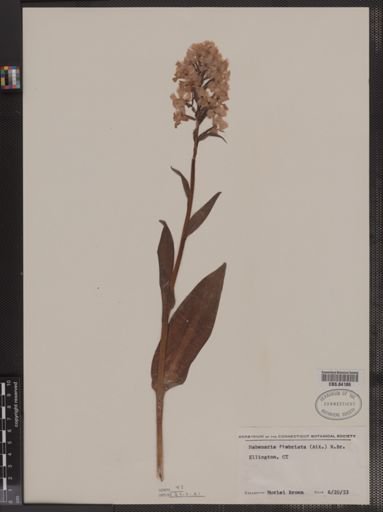 Habenaria fimbriata