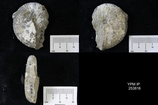 Scaphitidae
