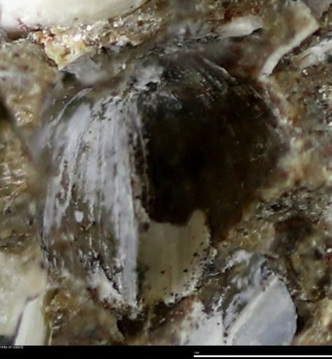 Corbulamella gregaria