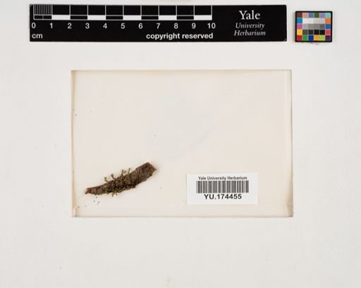 Plantae