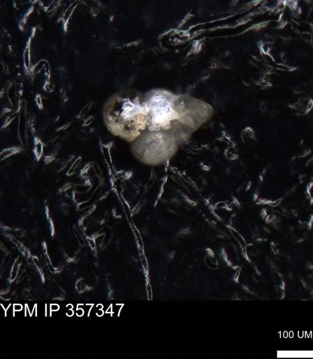 undet. Foraminiferida
