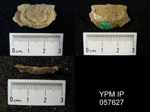 Leptaena rhomboidalis