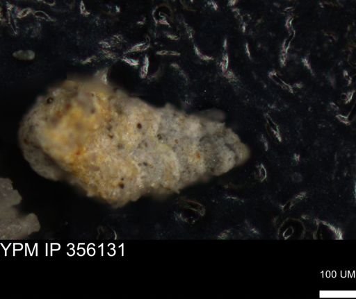 undet. Foraminiferida