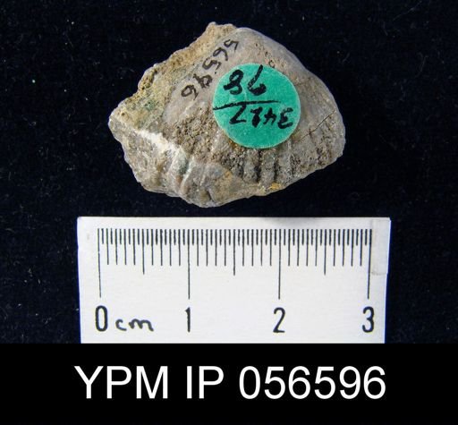 Uncinulus vellicatus