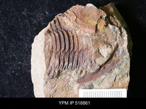 undet. Asaphidae