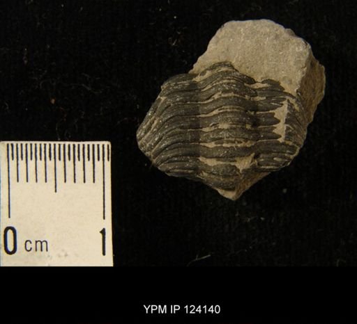Phacops rana