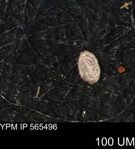 Spirolocammina planula