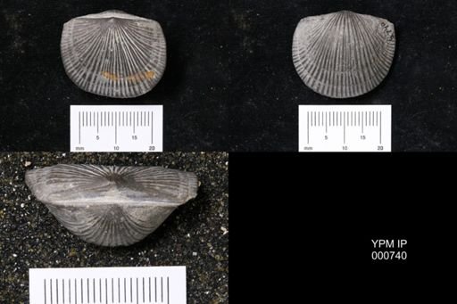 Plaesiomys anticostiensis