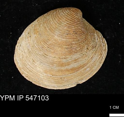 Venus mercenaria
