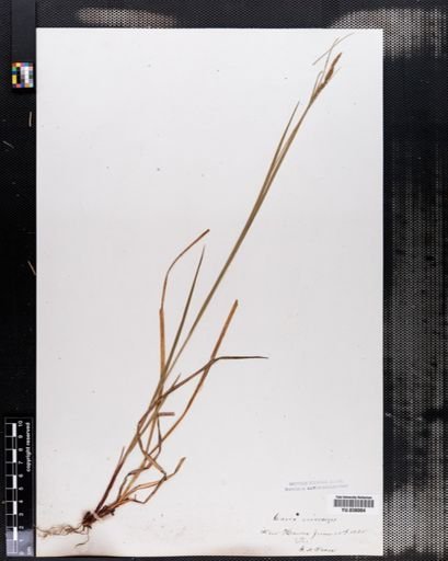 Plantae