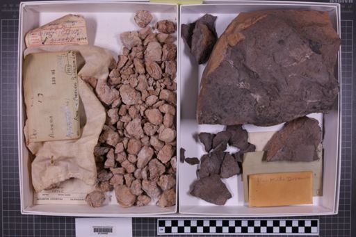mixed taxa, stratigraphic collection
