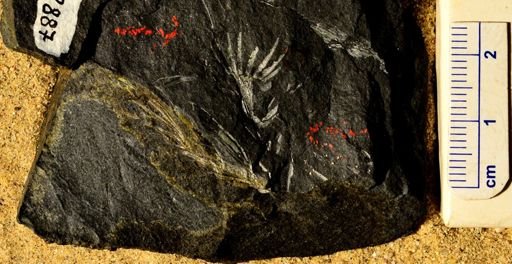 Asterophyllites sp.