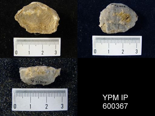 Productus costatus
