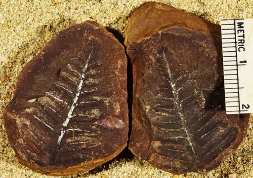 Pecopteris