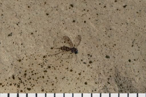 Empididae?