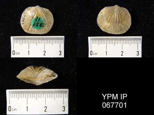 Orthostrophia strophomenoides