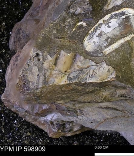 Hoploscaphites sp.