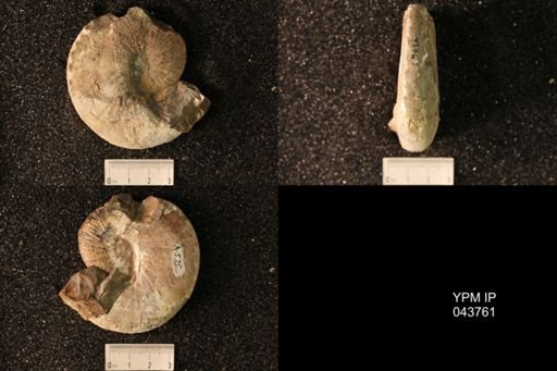 Hoploscaphites nicolletii