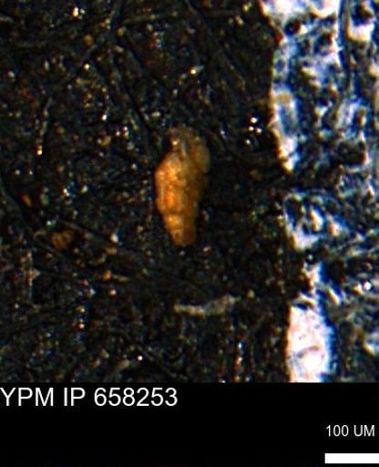 Verneuilinoides kansasensis