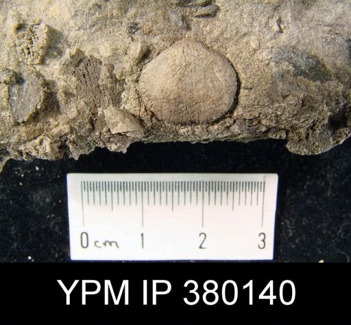 undet. Brachiopoda