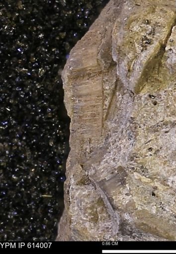 Inoceramus?