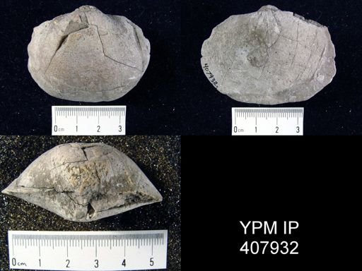 Schizophoria resupinata