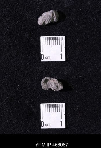 Platystrophia sp.