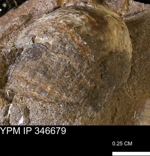 undet. Mollusca