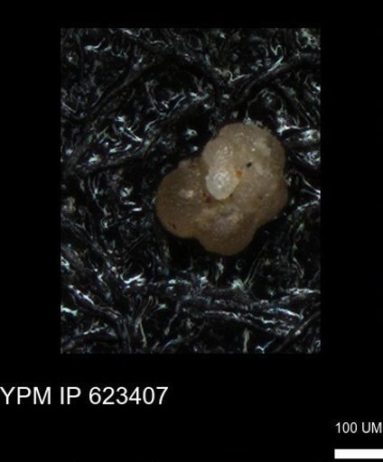 undet. Foraminiferida
