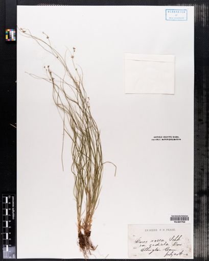 Carex rosea