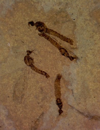 undet. Nematocera