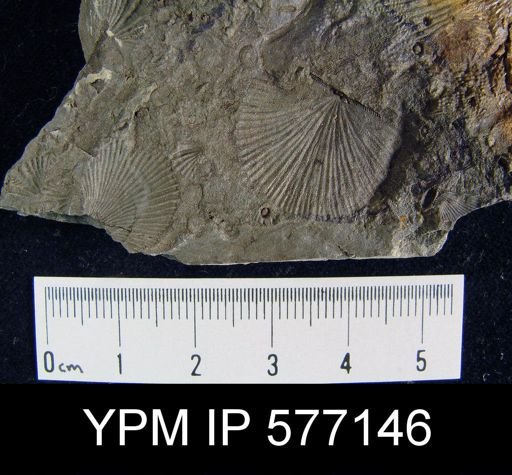 Stropheodonta sp.