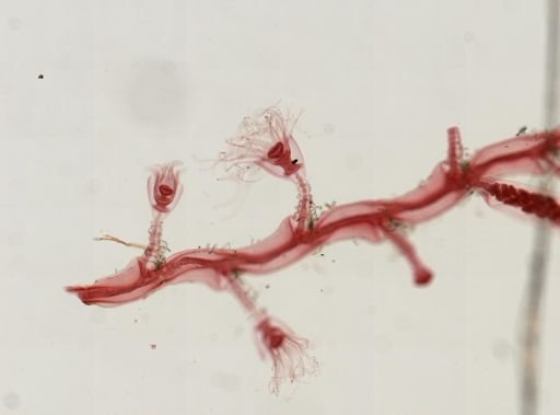 Obelia