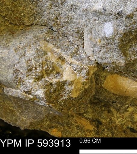 undet. Mollusca