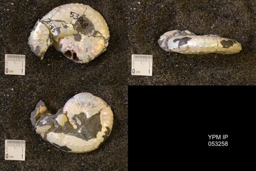 Discoscaphites conradi