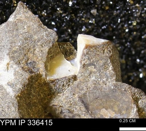 undet. Mollusca