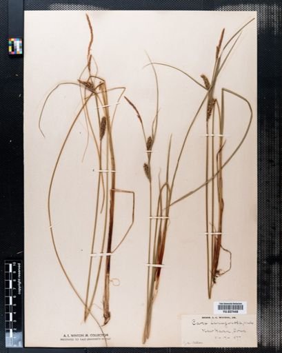 Carex lanuginosa