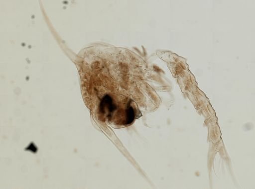 Brachyura