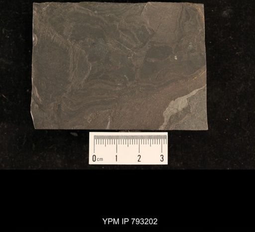 Mormolucoides articulatus