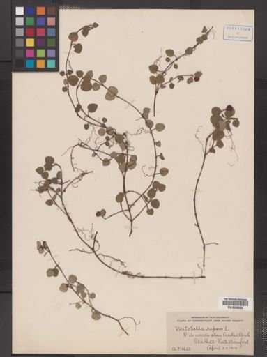 Mitchella repens