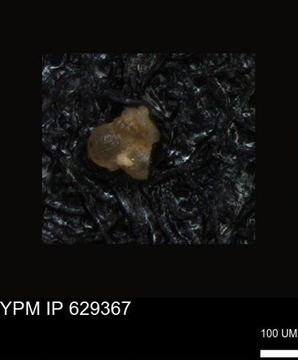 undet. Foraminiferida
