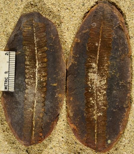 Pecopteris sp.