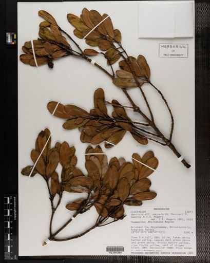 Plantae