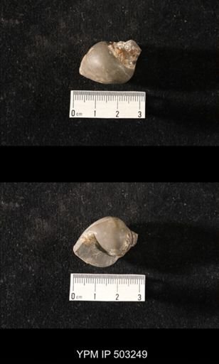 Sphaerodoma sp.