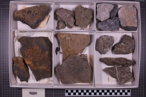 mixed taxa, stratigraphic collection