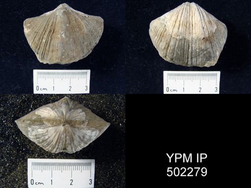 Spirifer cameratus